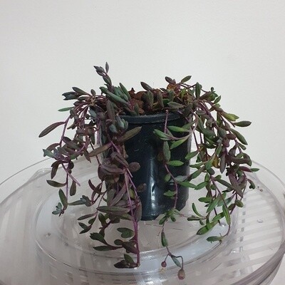 Othonna Capensis ‘Ruby Necklace’ - Burgundy Red+Jade Green