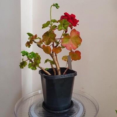 Choice of 3 Colour Scented Zonal Geranium - Pelargonium x Hortorum