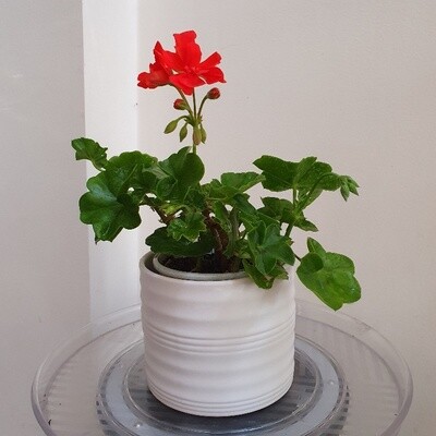 Scented Fiery Red Zonal Geranium - Pelargonium x Hortorum