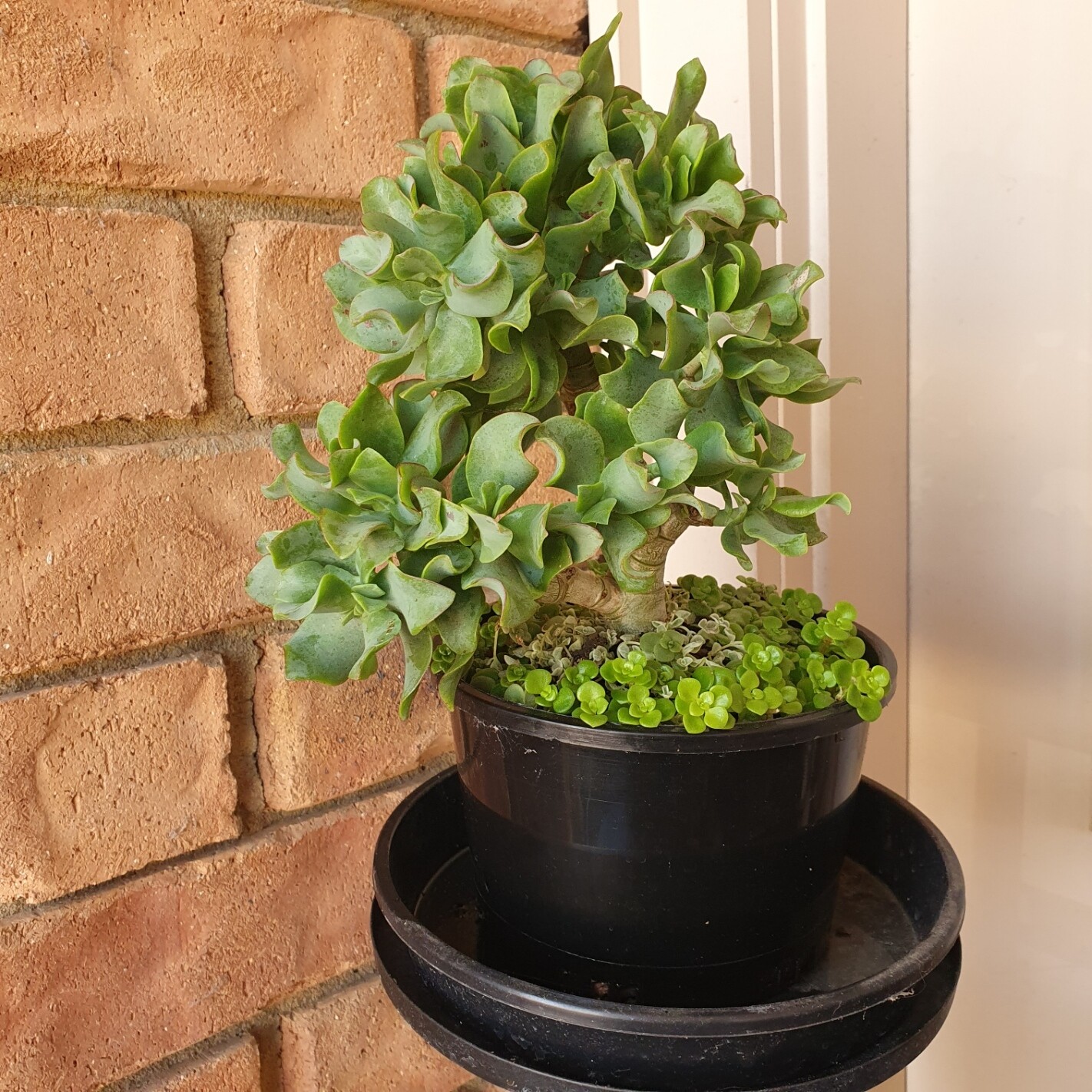 Groundcovers Bonsai Crassula Ovata Undulatifolia &#39;Ripple Jade&#39;