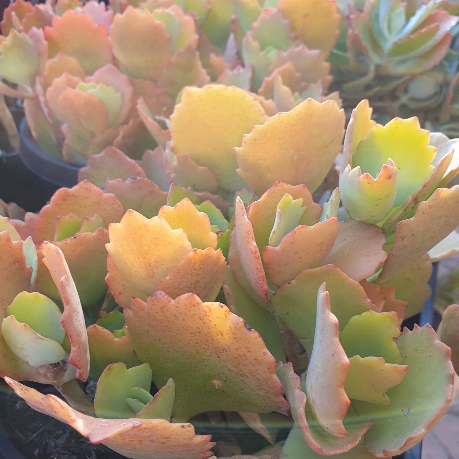 No TLC Kalanchoe Longiflora Coccinea