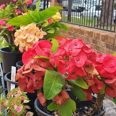 Very Forgiving Forever Flowering Euphorbia Milii ‘Crown of Thorns’