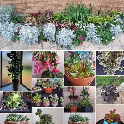 Home &amp; Garden