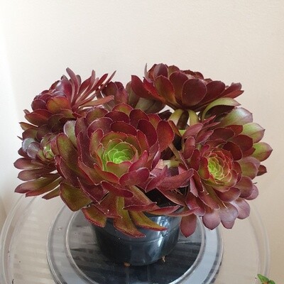 Bold Beauty Aeonium 'Arboreum Atropurpureum' - Purple Rose