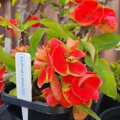 Rare Coral-Green Euphorbia Milii 'Crown of Thorns'