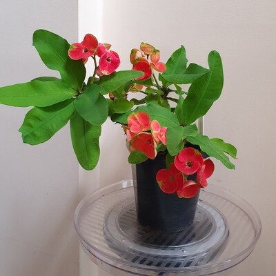 Rare Coral-Green Euphorbia Milii &#39;Crown of Thorns&#39;