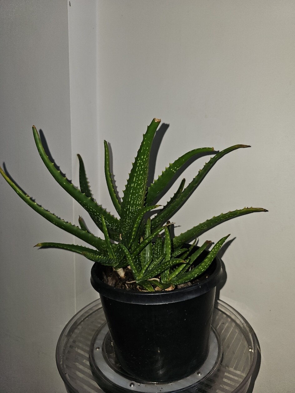 Fascinating Aloe Firebirds for Landscape Gardens &amp; Rockeries