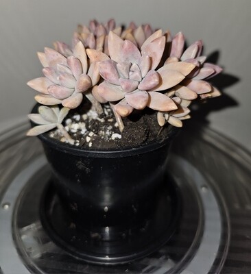 Prolific Growing Graptosedum ‘Francesca Baldi’ — Rosy-Hued Succulent Beauty