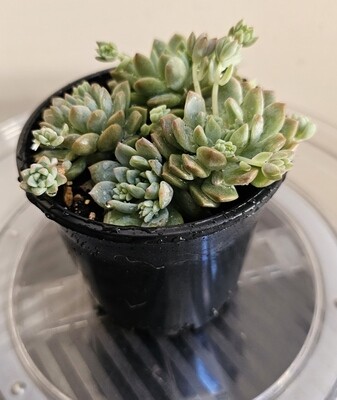 Prolific Growing Succulent Echeveria Prolifica Variegated