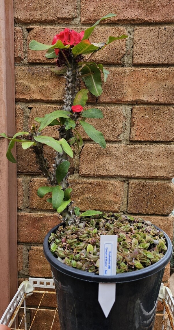 PICKUP 200mm Pot Red Euphorbia Milii Crown of Thorns on Turtle Vine