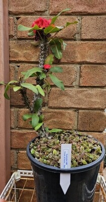 PICKUP 200mm Pot Red Euphorbia Milii Crown of Thorns on Turtle Vine