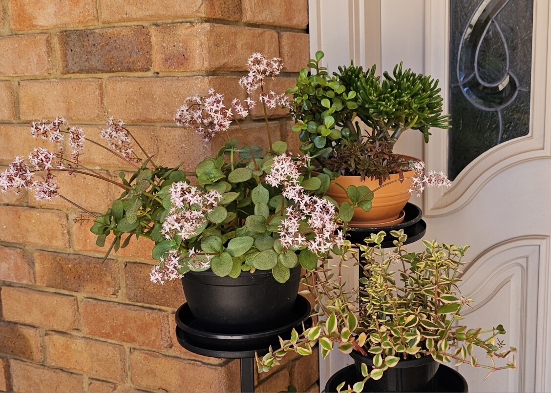 Aichryson Laxum ‘Fairy Crassula-Tree of Love-London Pride&#39;