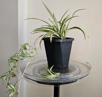 Air-Purifying Chlorophytum Comosum ‘Variegated Spider Plants w/wo babies&#39;