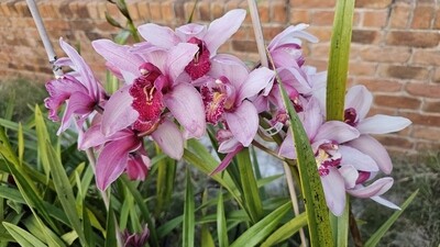 More plants to be listed