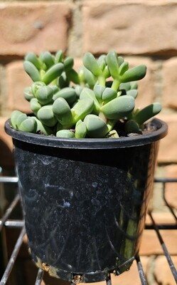 Enchanting Sun-Loving Corpuscularia Lehmannii ‘Iceplant’