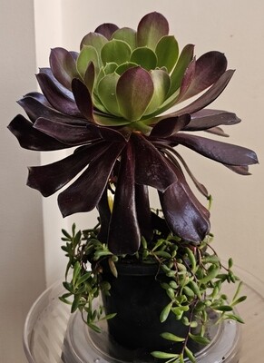 Aeonium Atropurpureum ‘Purple Rose’ &amp; Othonna Capensis &#39;Ruby Necklace&#39;