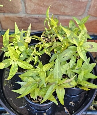 Polygonum (Persicaria) Odorata &#39;Vietnamese Mint&#39;
