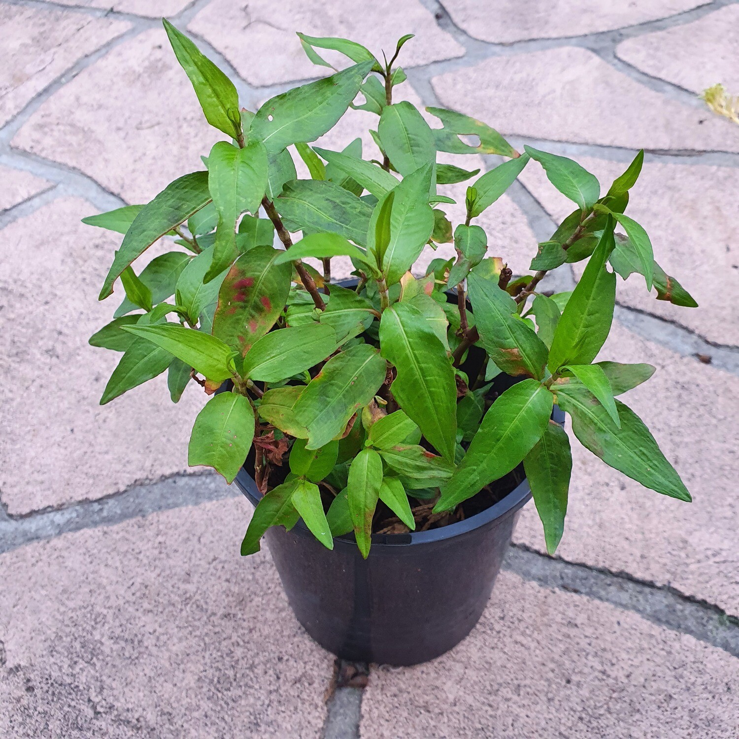 Polygonum (Persicaria) Odorata &#39;Vietnamese Mint&#39;, Choice of Pots/Cuttings: 100mm round pot