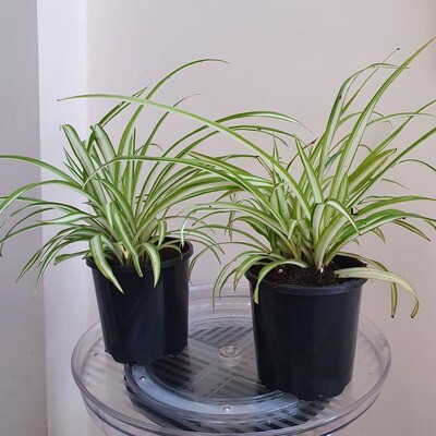 Plants sold ~ S-T