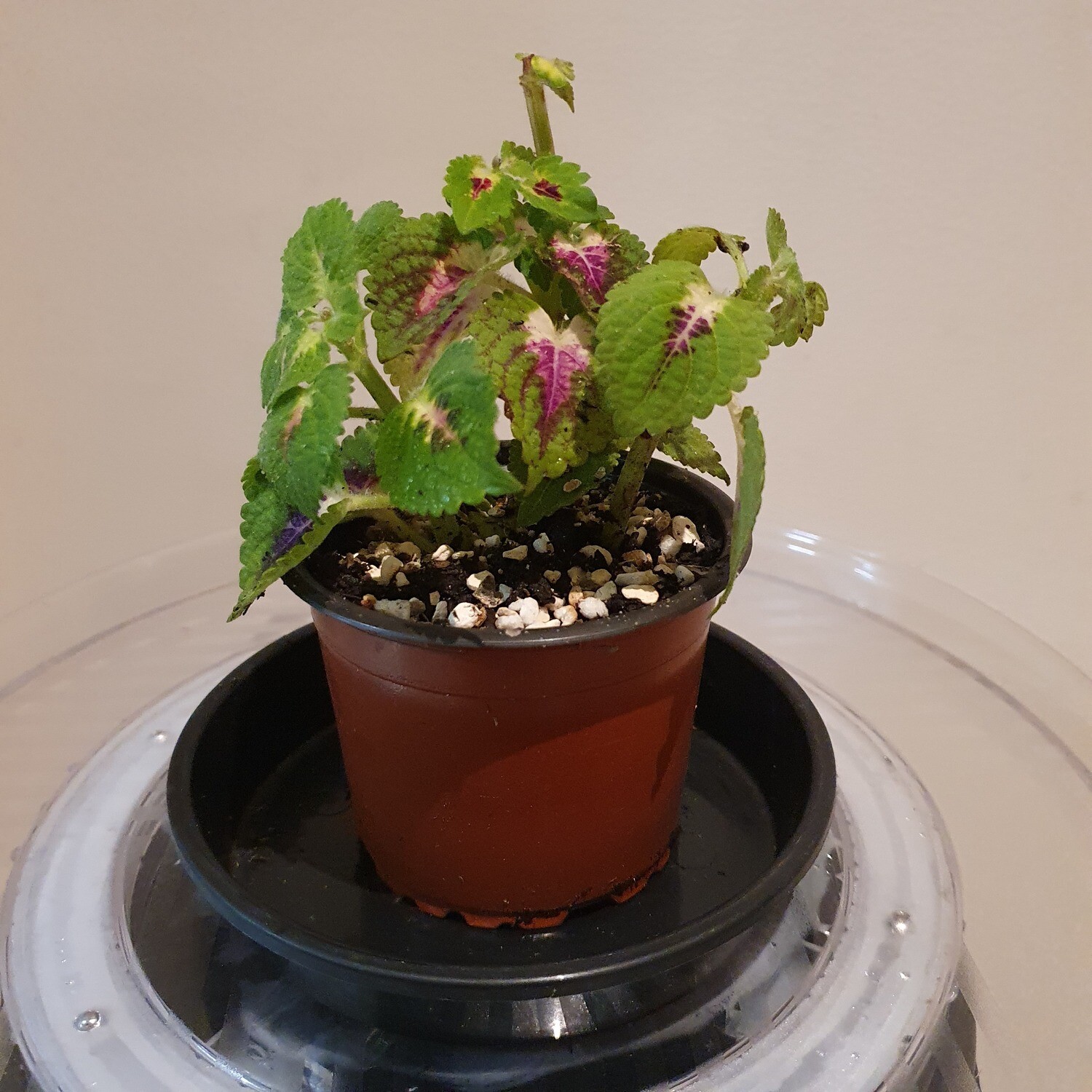 Plants sold ~ O-P