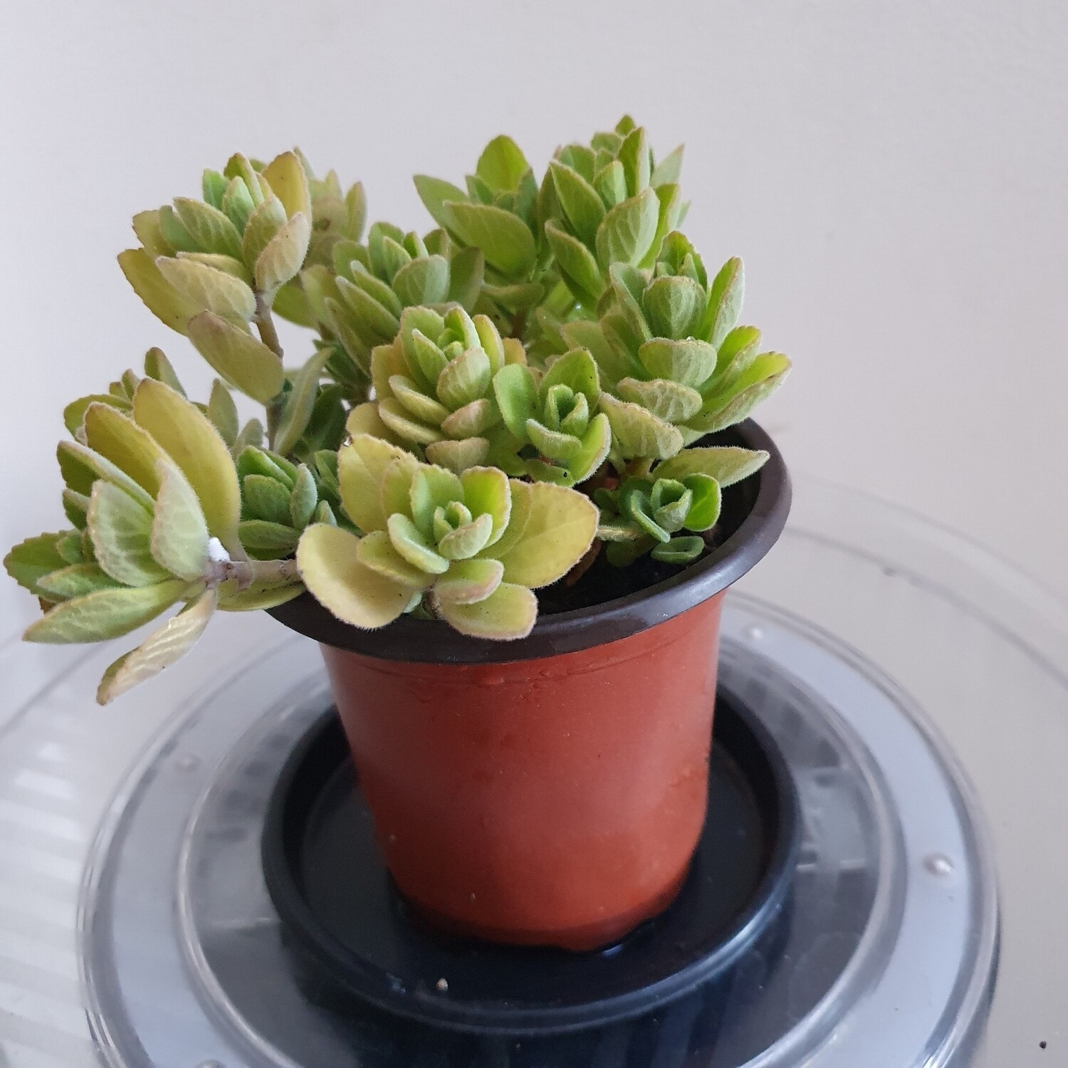 Plants sold ~ U-Z