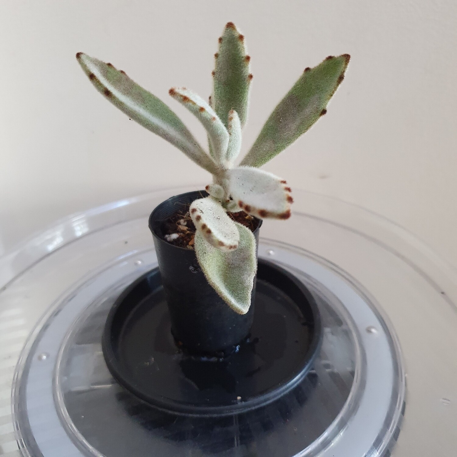 Plants sold ~ I-L