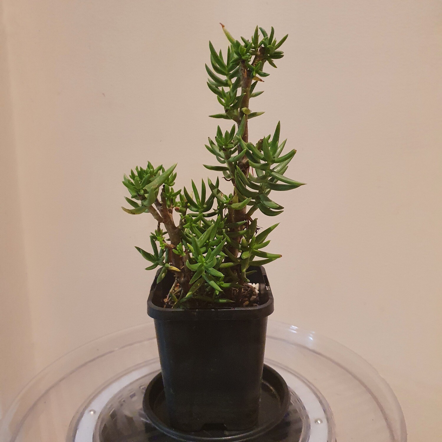 Plants sold ~ M-N
