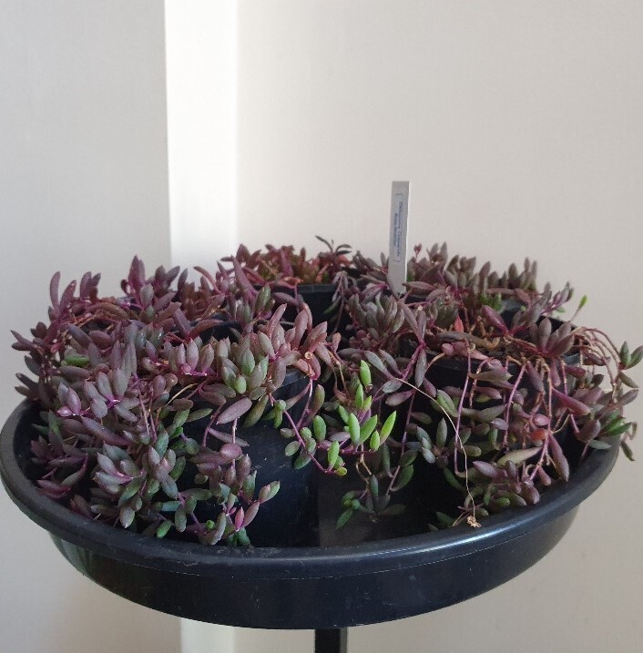Plants sold ~ Q-R