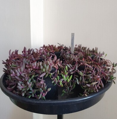 Plants sold ~ Q-R