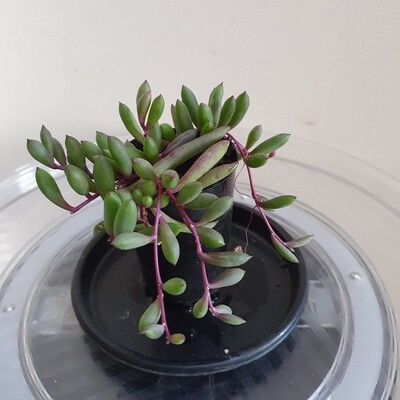 Plants sold ~ Q-R