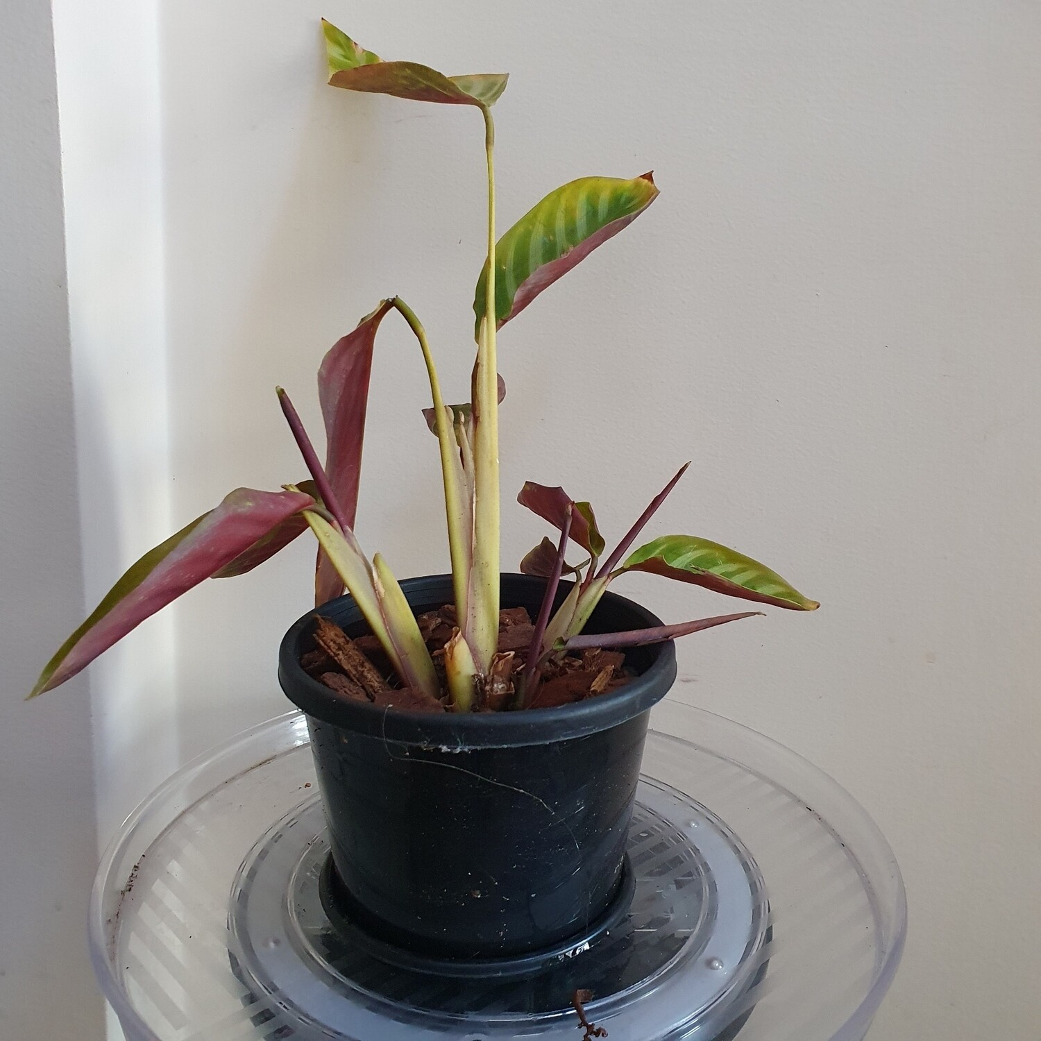 Plants sold