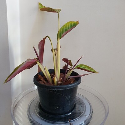 Plants sold