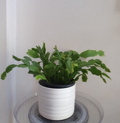 Plants sold ~ U-Z