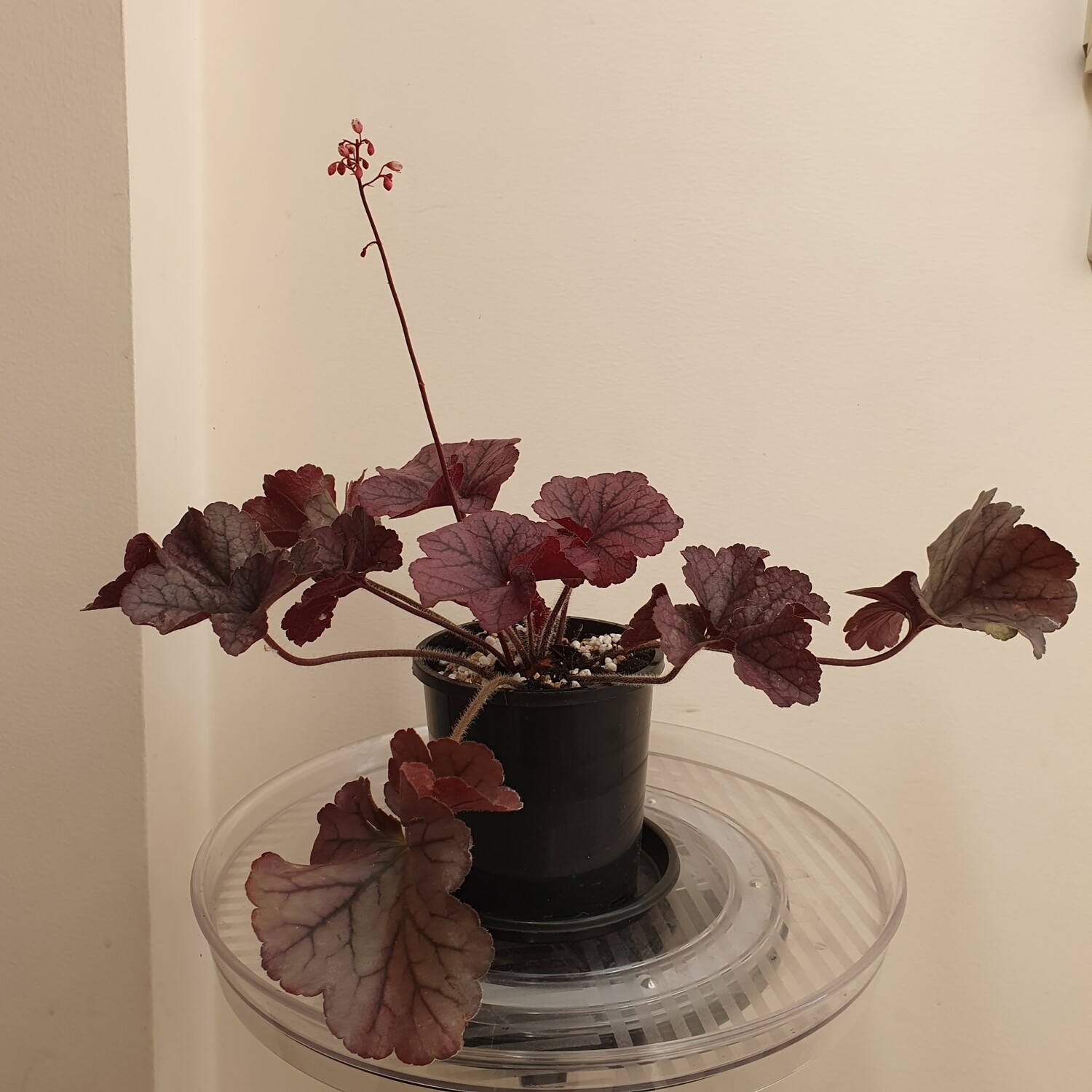 Plants sold ~ G-H