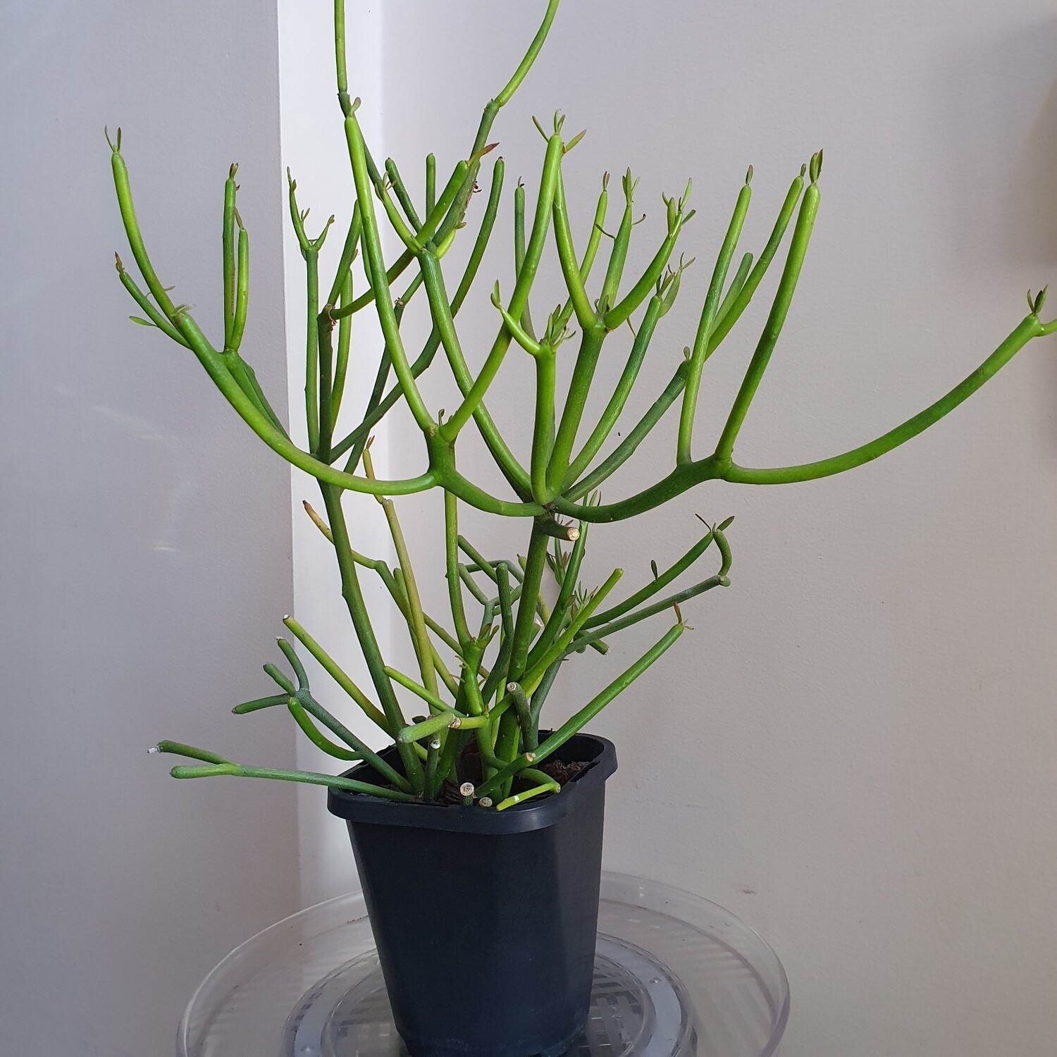 Plants sold ~ E-F