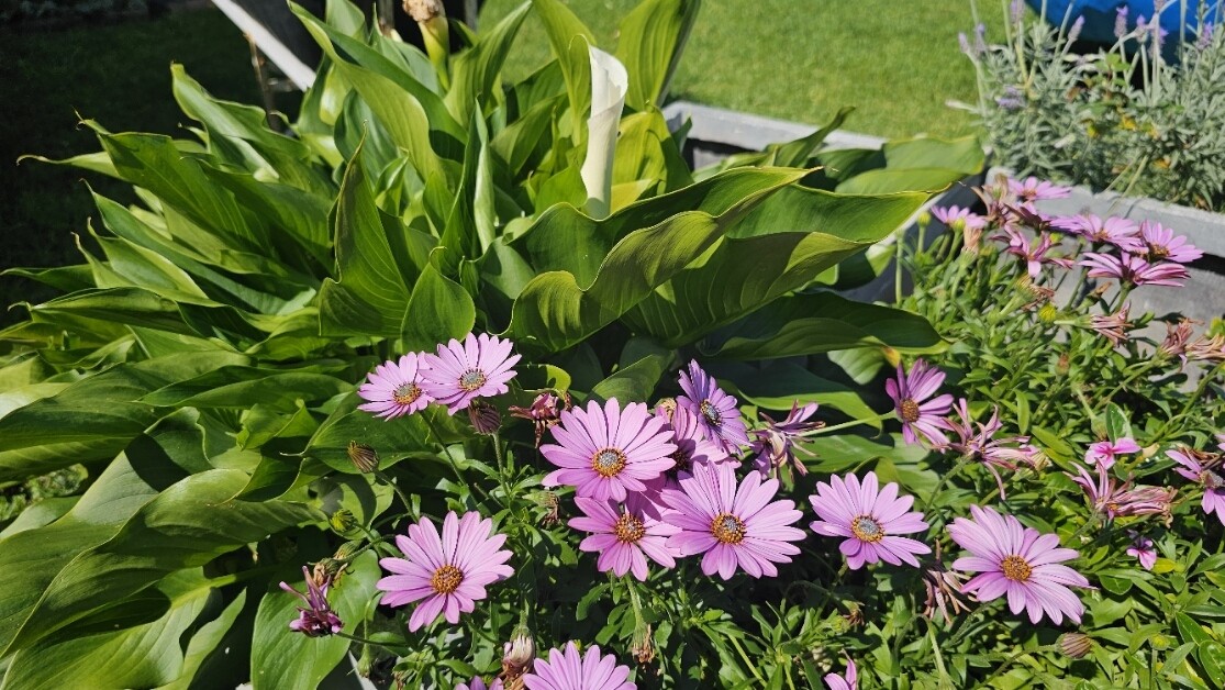 My friend Susan&#39;s garden