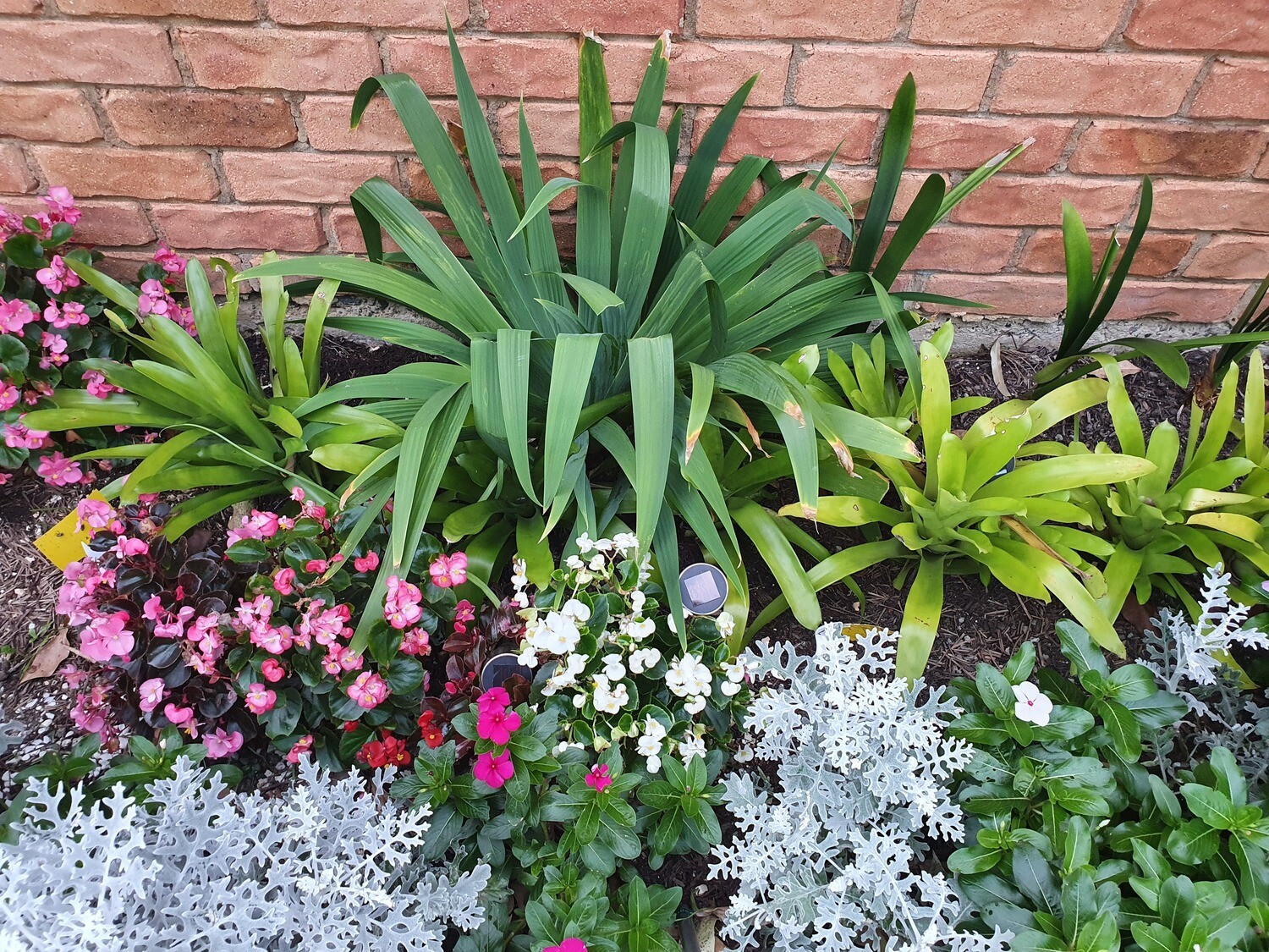 My garden plants