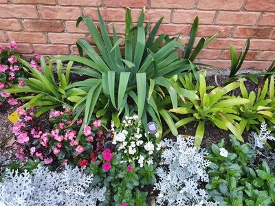 My garden plants