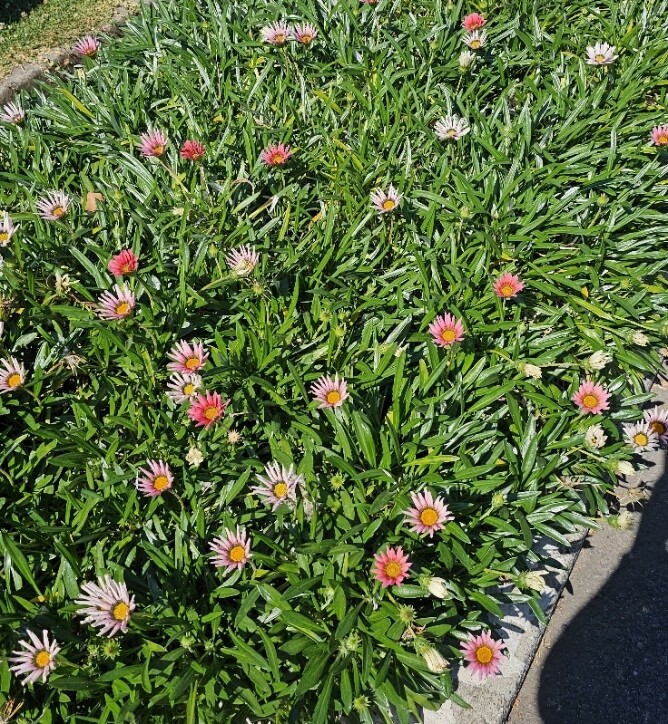 Groundcovers