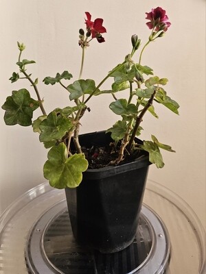 2 in 1 Colour Scented Zonal Geranium - Fiery Red &amp; Berry Purple