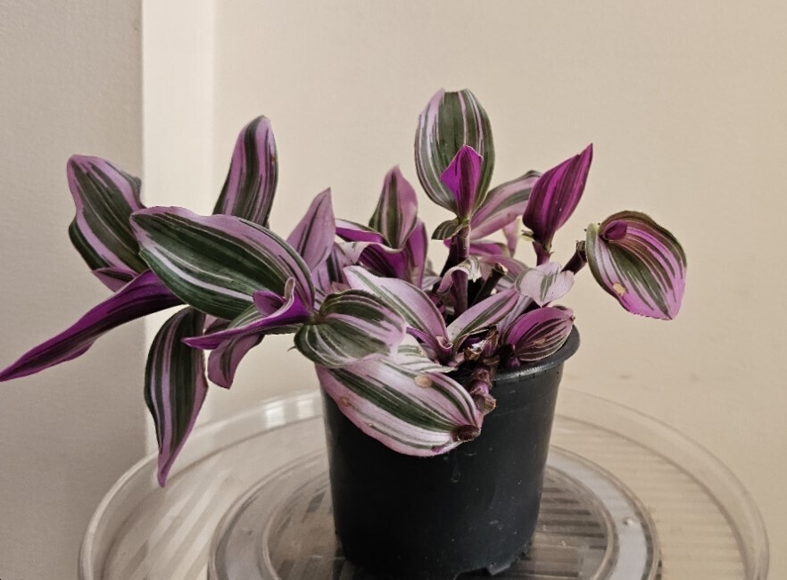Rhoeo Tricolor/Nanouk: Bold Colours, Low-Maintenance Appeal