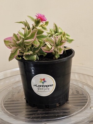 Plants sold ~ A-B