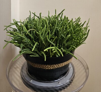 Elegant &amp; Resilient Crassula Muscosa &#39;Watch Chain / Zipper Plant&#39;