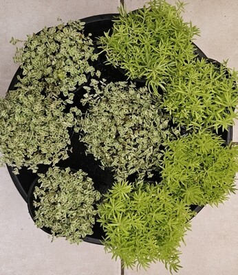 Mulitiple Plants &amp; Varieties
