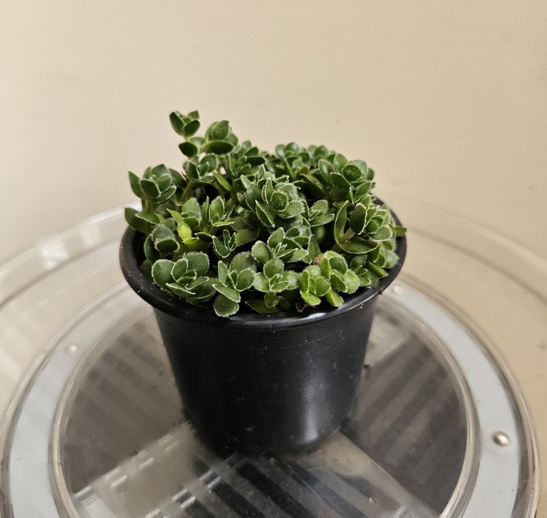 Rare Miniature Ornamental Succulent Crassula Lanuginosa &#39;Pachystemon David&#39;