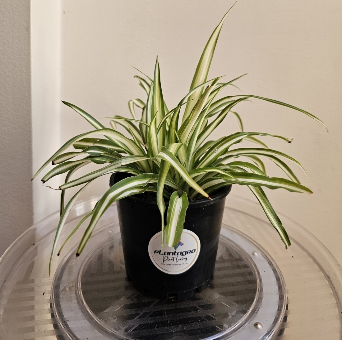 Plants sold ~ C-D