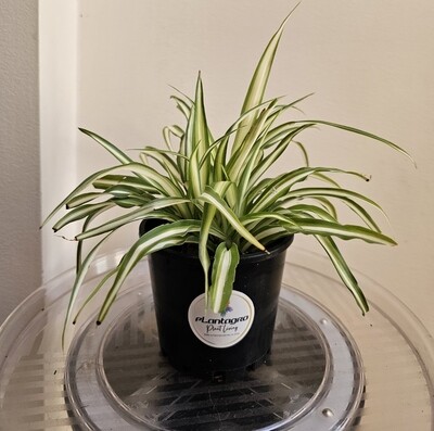 Plants sold ~ C-D