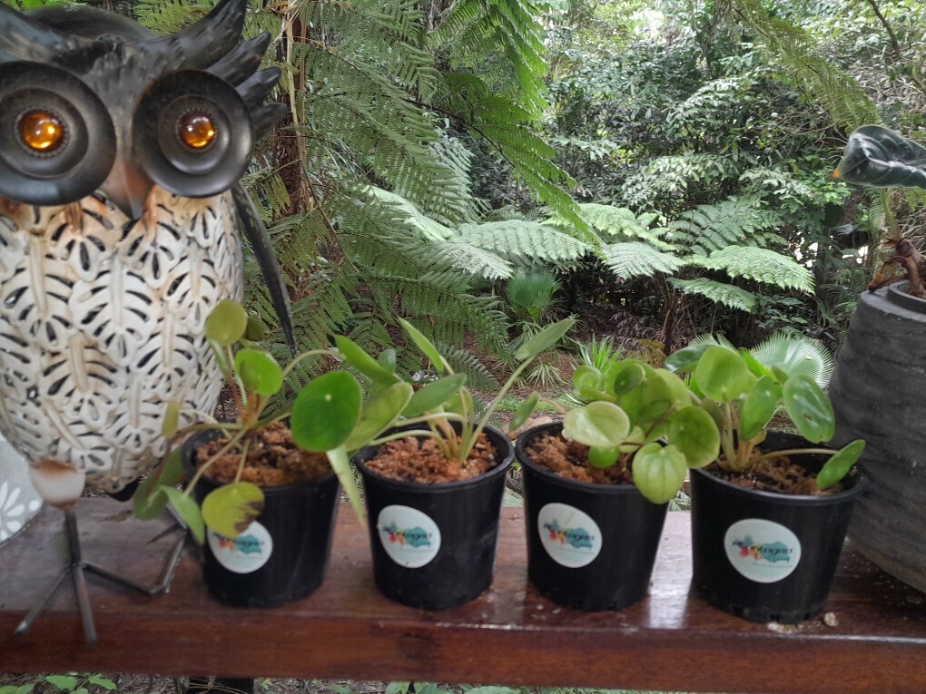 Donna&#39;s garden