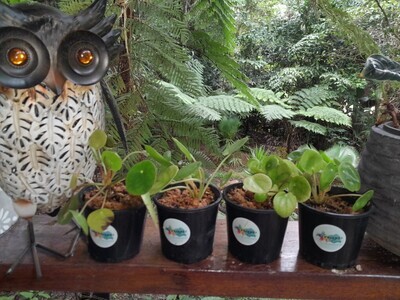 Donna&#39;s garden