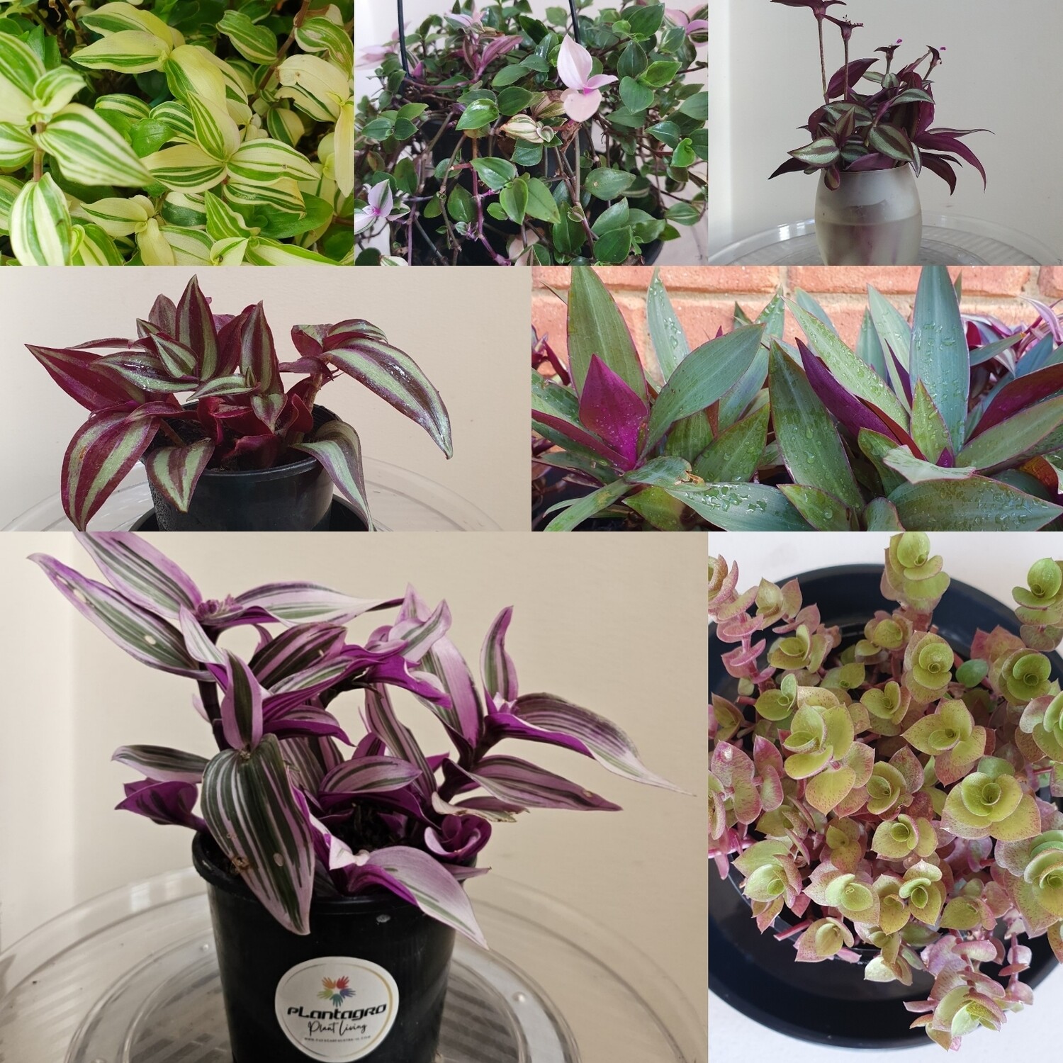 Choose any of 5 Tradescantia Varieties - Fresh Plant Cuttings